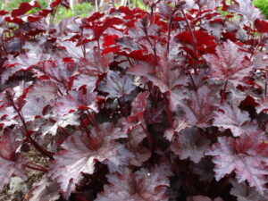 amethyst myst heuchera