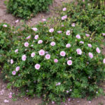 Geranium apfelblute