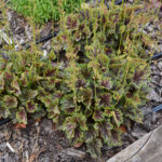 Heuchera Beauty Colour