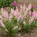 Krwawnica ‘Blush’