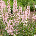 Krwawnica ‘Blush’