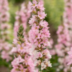 Krwawnica ‘Blush’