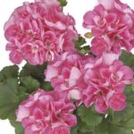 classic candy rose