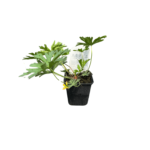 cloud nine (1)