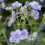 geranium