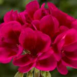 cranberry splash
