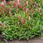 Rdest pokrewny darjeeling red