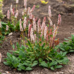 Rdest pokrewny darjeeling red