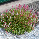 Rdest pokrewny darjeeling red