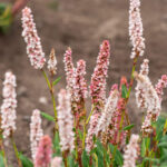 Rdest pokrewny darjeeling red