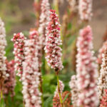 Rdest pokrewny darjeeling red
