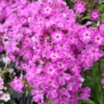 Phlox early purple eye
