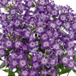 Phlox early purple eye
