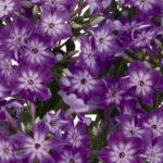 Phlox early purple eye