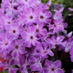 Phlox early purple eye