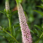 first choice veronica longifolia