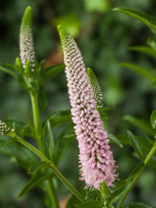 first choice veronica longifolia