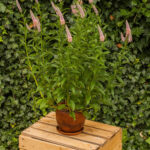 first choice veronica longifolia