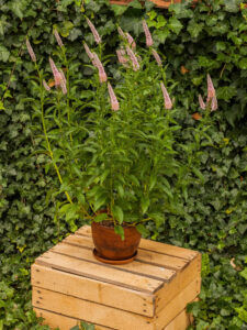 first choice veronica longifolia