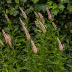 first choice veronica longifolia