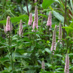 first choice veronica longifolia