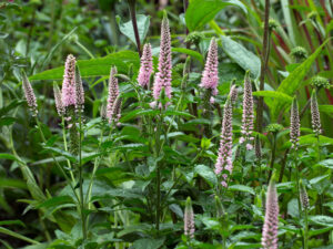 first choice veronica longifolia