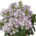 Floks Flame Lilac Star