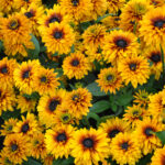 Rudbekia Flamenco Bright Orange