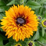 Rudbekia Flamenco Bright Orange