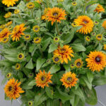 Rudbekia Flamenco Bright Orange