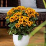 Rudbekia Flamenco Bright Orange
