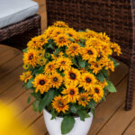Rudbekia Flamenco Bright Orange