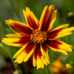 golden stardust coreopsis grandiflora