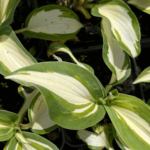 hosta hans