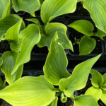 hosta wu la la