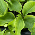 hosta wu la la (2)