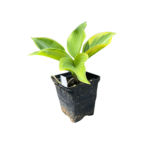 hosta wu la la sadzonka