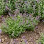 kit-cat_nepeta-x-faassenii_79936_2