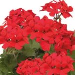 czerwona pelargonia