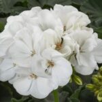 pelargonia