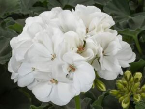 pelargonia