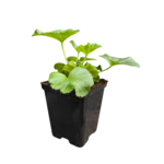 pelargonia