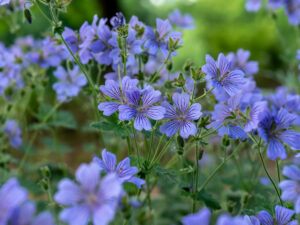 philippe vapelle geranium