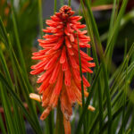 Kniphofia Poco Red