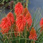 Kniphofia Poco Red