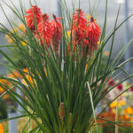 Kniphofia Poco Red