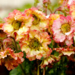 pretticoats peach_geum x hybrida