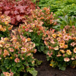 pretticoats peach_geum x hybrida