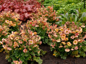 pretticoats peach_geum x hybrida