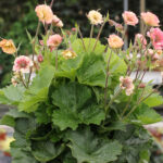 pretticoats peach_geum x hybrida